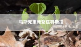 马斯克重新聚焦特斯拉