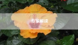 专家解读