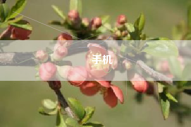 啇手机
